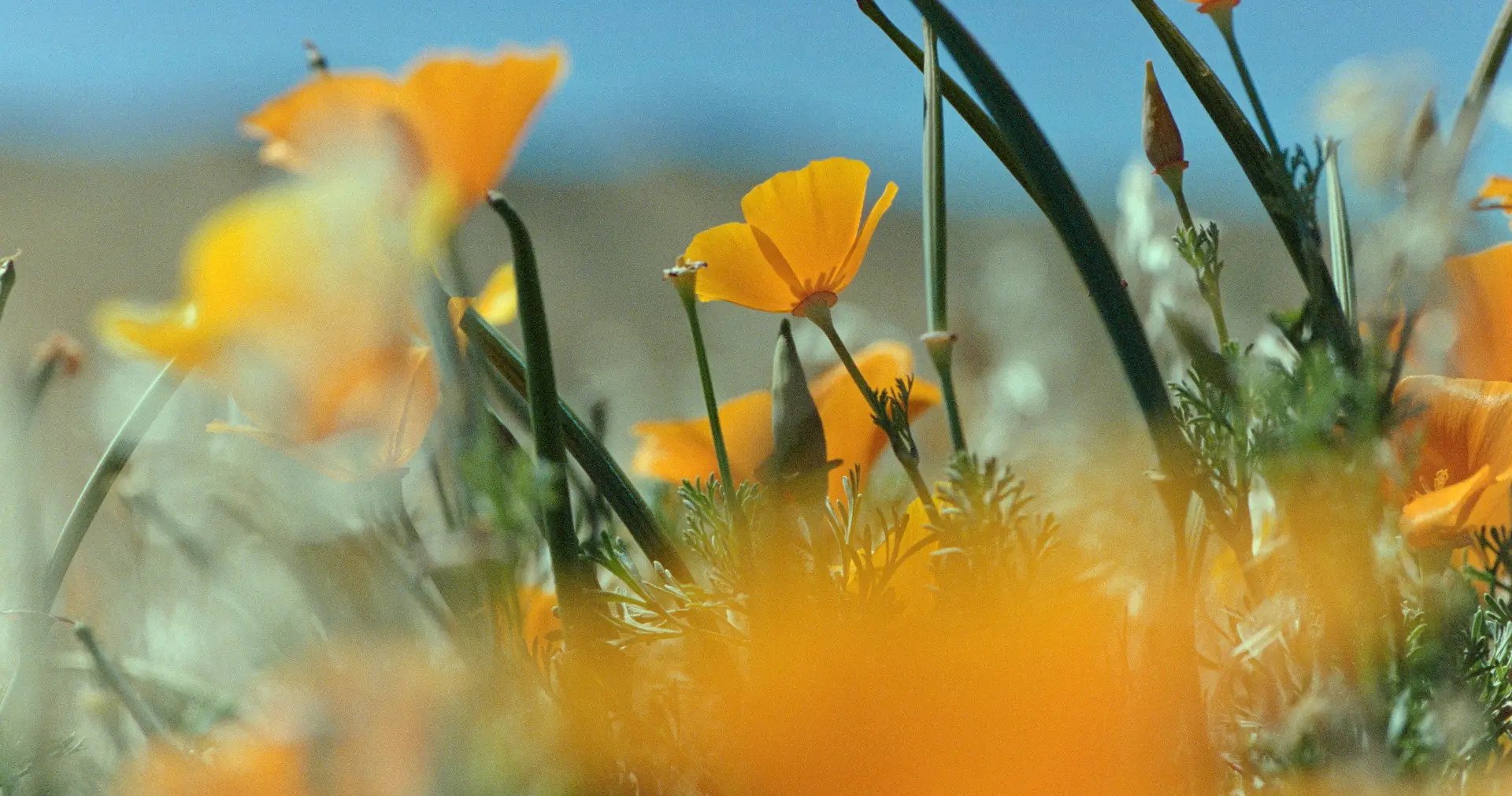 Yellow poppies opening against a blue sky